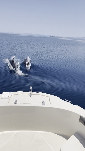 Foto - Yunuslar, balıkçı teknesiyle böyle yarıştı
