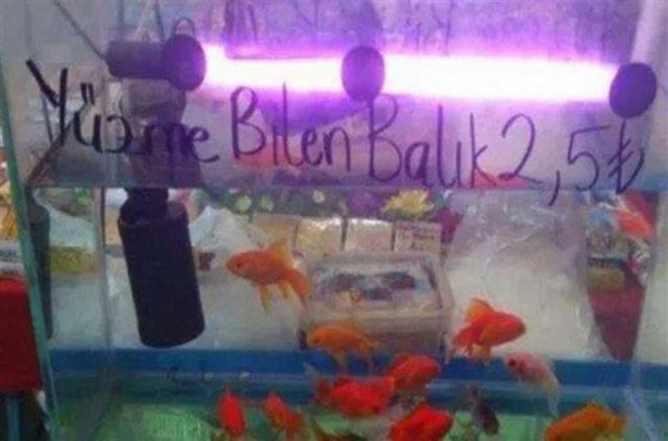 Foto - Yurdum esnafından komik yazılar