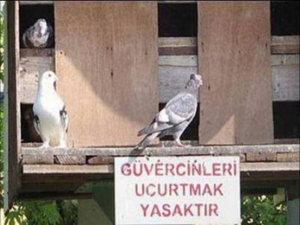 Foto - Yurdum insanından güldüren kareler