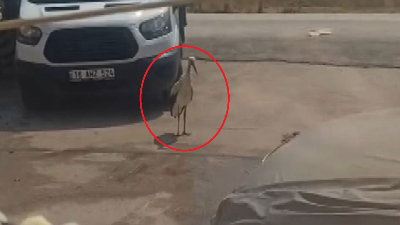 Yürek ısıtan anlar! Sıcakta zor anlar yaşayan leylek böyle ferahladı