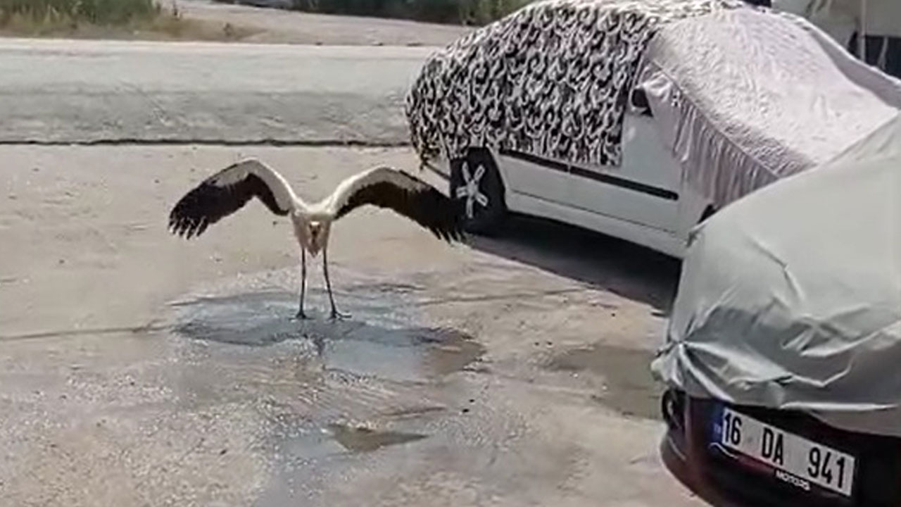 Foto - Yürek ısıtan anlar! Sıcakta zor anlar yaşayan leylek böyle ferahladı