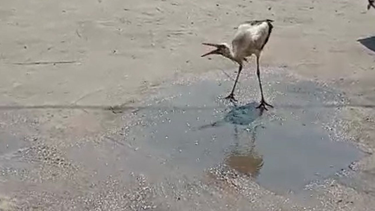 Foto - Yürek ısıtan anlar! Sıcakta zor anlar yaşayan leylek böyle ferahladı
