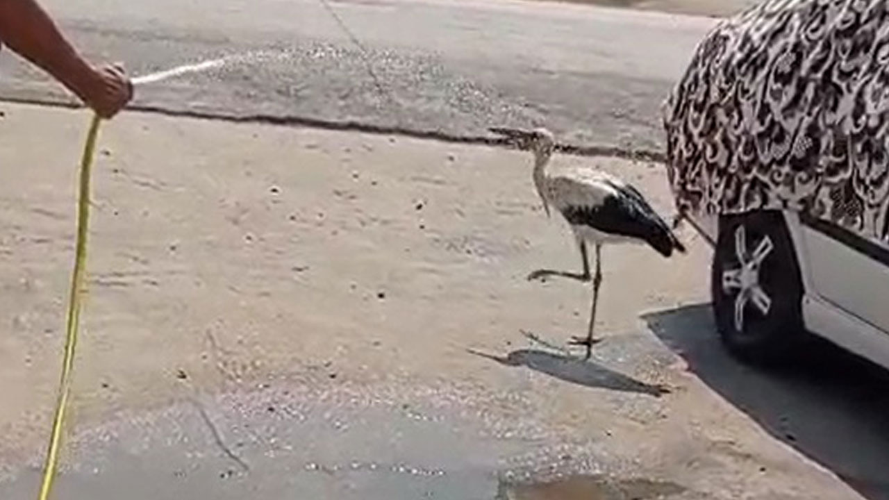 Foto - Yürek ısıtan anlar! Sıcakta zor anlar yaşayan leylek böyle ferahladı