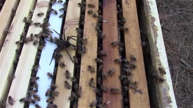 Foto - Yürek yemiş örümcek arı kovanına saldırdı! Ama...