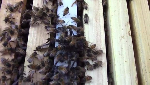 Foto - Yürek yemiş örümcek arı kovanına saldırdı! Ama...