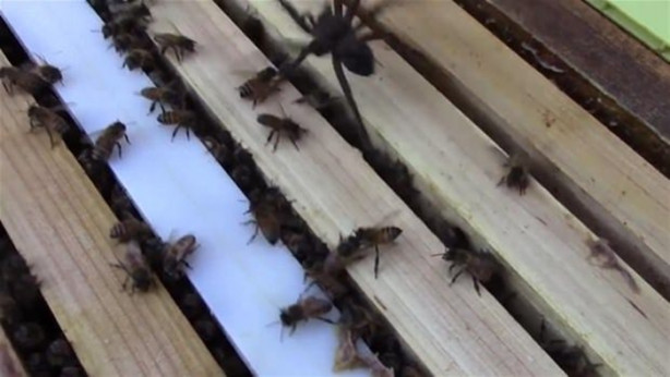 Foto - Yürek yemiş örümcek arı kovanına saldırdı! Ama...