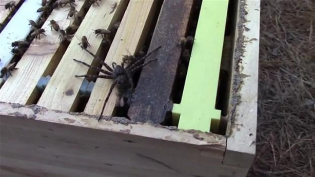 Foto - Yürek yemiş örümcek arı kovanına saldırdı! Ama...