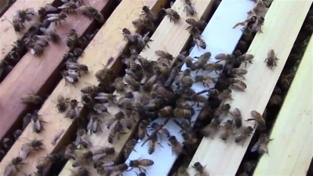 Foto - Yürek yemiş örümcek arı kovanına saldırdı! Ama...