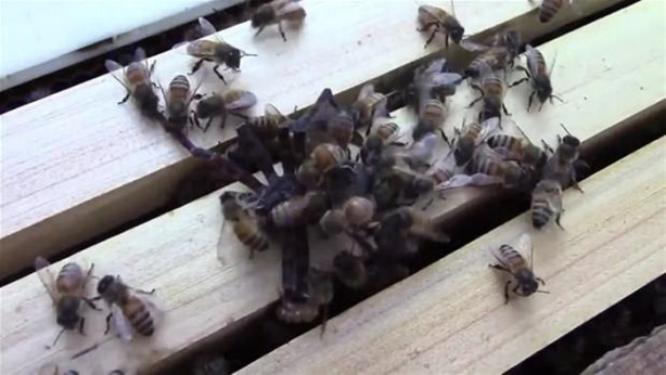 Foto - Yürek yemiş örümcek arı kovanına saldırdı! Ama...