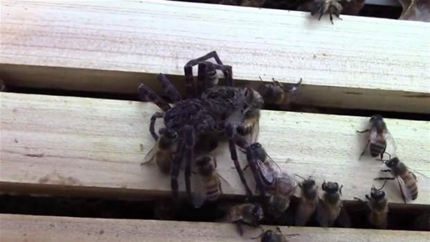 Foto - Yürek yemiş örümcek arı kovanına saldırdı! Ama...