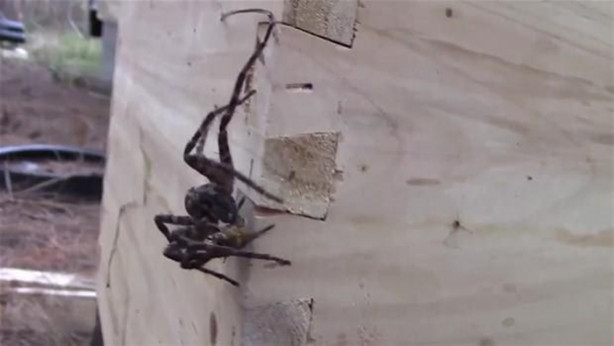 Foto - Yürek yemiş örümcek arı kovanına saldırdı! Ama...