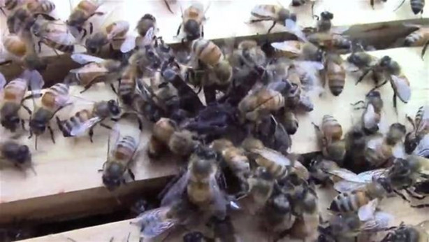 Foto - Yürek yemiş örümcek arı kovanına saldırdı! Ama...