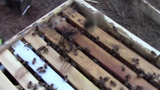 Foto - Yürek yemiş örümcek arı kovanına saldırdı! Ama...