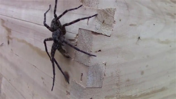 Foto - Yürek yemiş örümcek arı kovanına saldırdı! Ama...