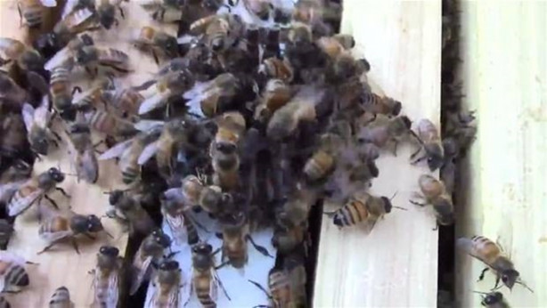 Foto - Yürek yemiş örümcek arı kovanına saldırdı! Ama...