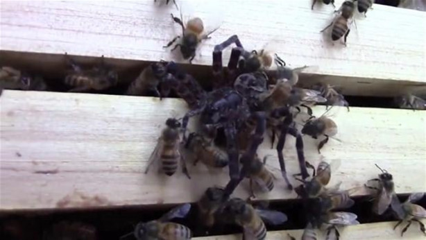 Foto - Yürek yemiş örümcek arı kovanına saldırdı! Ama...