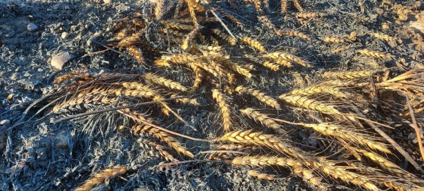 Foto - Yürekleri yakan görüntü! Silivri’de buğday tarlası alev alev yandı