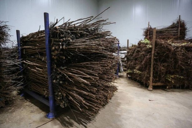 Foto - Yurt dışında kapış kapış gidiyor! Tıkır tıkır işleyen sistem kurup adeta para basıyorlar