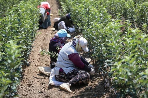Foto - Yurt dışında kapış kapış gidiyor! Tıkır tıkır işleyen sistem kurup adeta para basıyorlar