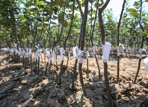 Foto - Yurt dışında kapış kapış gidiyor! Tıkır tıkır işleyen sistem kurup adeta para basıyorlar