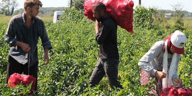 Yurt dışından o ürün için sıraya girdiler! Fiyatı sadece 15 lira! Türkiye'de tek