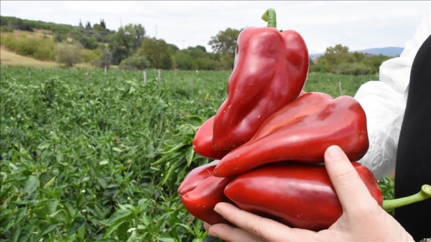 Foto - Yurt dışından o ürün için sıraya girdiler! Fiyatı sadece 15 lira! Türkiye'de tek