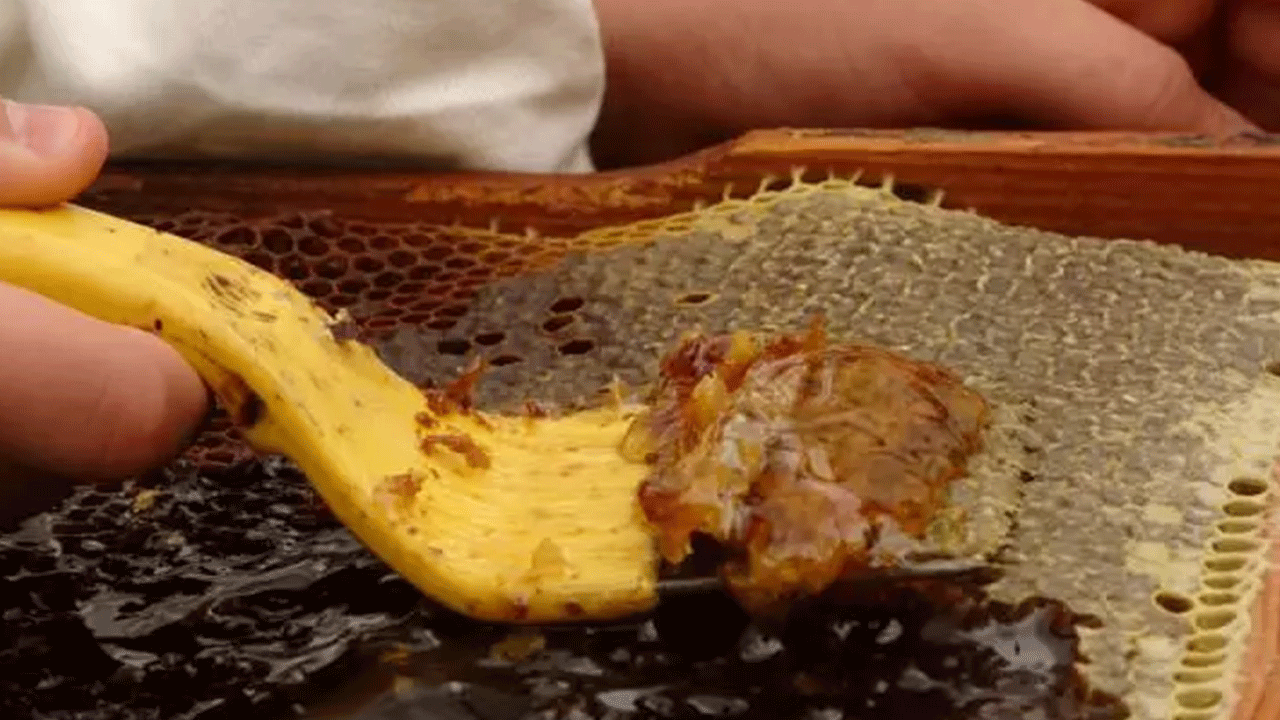 Foto - Yurt dışından talep yağıyor: Kilosu 1500 TL'den satılıyor!