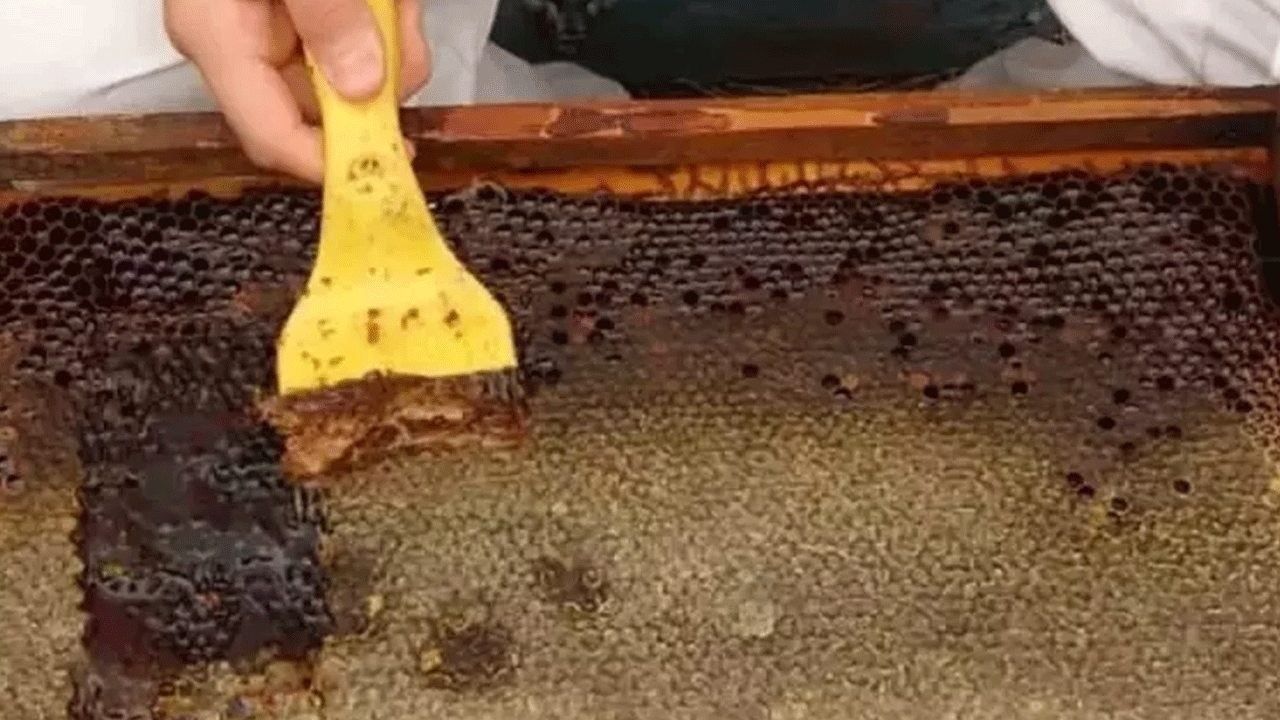 Foto - Yurt dışından talep yağıyor: Kilosu 1500 TL'den satılıyor!