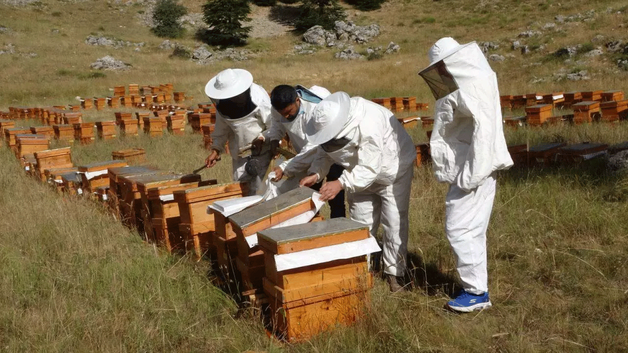 Foto - Yurt dışından talep yağıyor: Kilosu 1500 TL'den satılıyor!