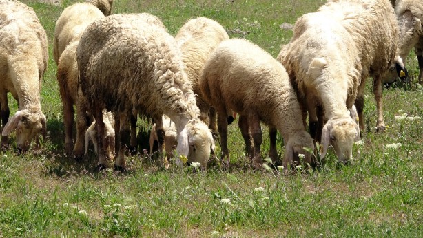 Foto - Yurt dışının stres ve iş yoğunluğundan bunalan gurbetçi, 22 yıl sonra köyünde hayvancılığa başladı