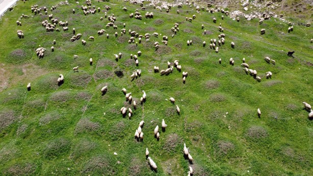 Foto - Yurt dışının stres ve iş yoğunluğundan bunalan gurbetçi, 22 yıl sonra köyünde hayvancılığa başladı