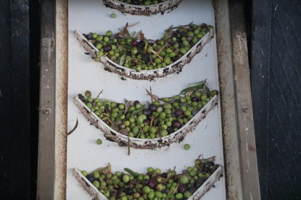 Foto - Yurt içinde ve yurt dışında kapış kapış gidiyor! İşte zeytinyağının fabrika fiyatı…
