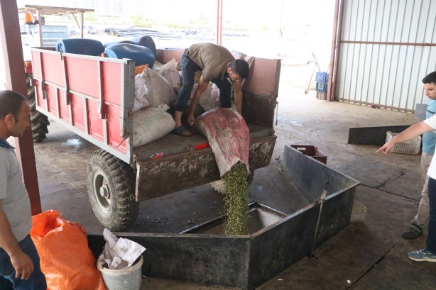 Foto - Yurt içinde ve yurt dışında kapış kapış gidiyor! İşte zeytinyağının fabrika fiyatı…