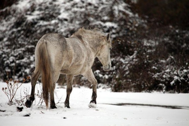Foto - Yurtta kış böyle yaşanıyor