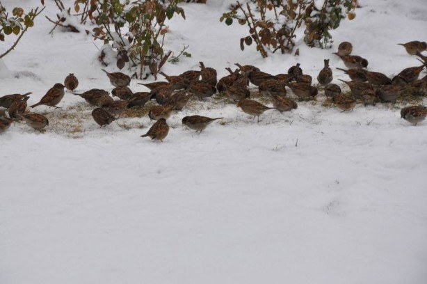 Foto - Yurtta kış böyle yaşanıyor