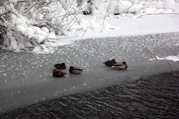 Foto - Yurtta kış böyle yaşanıyor