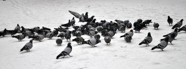 Foto - Yurttan kar manzaraları...