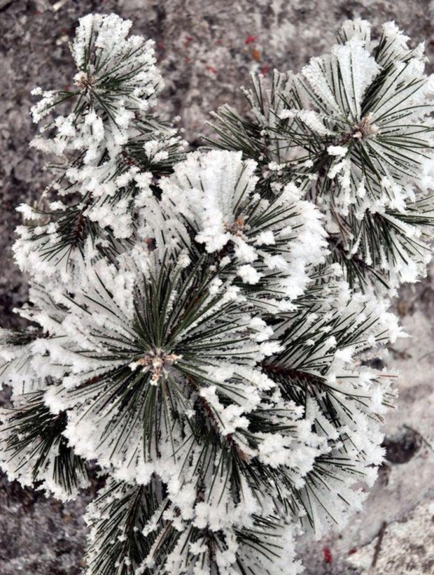 Foto - Yurttan kar manzaraları...