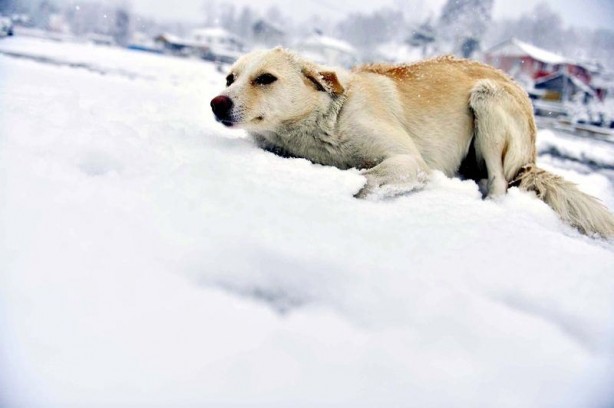 Foto - Yurttan kar manzaraları...