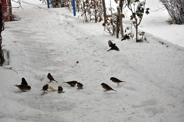 Foto - Yurttan kar manzaraları...