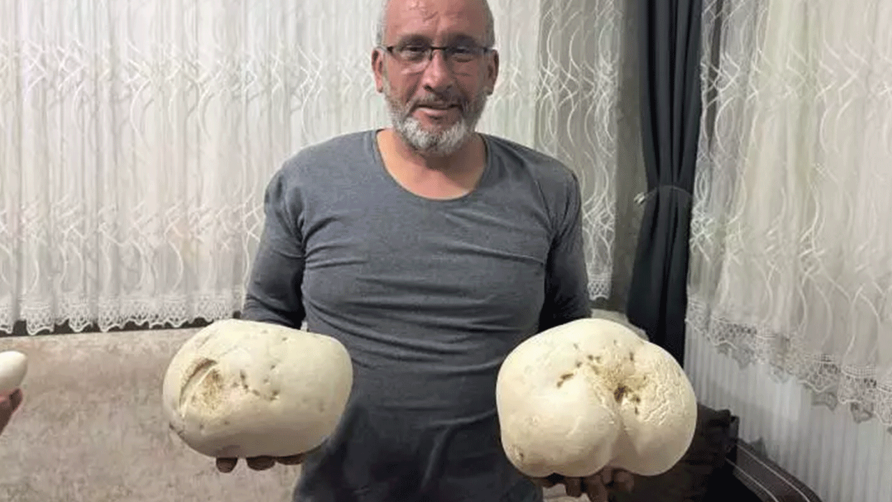 Yürüyüş yaptığı sırada iki dev mantar buldu!