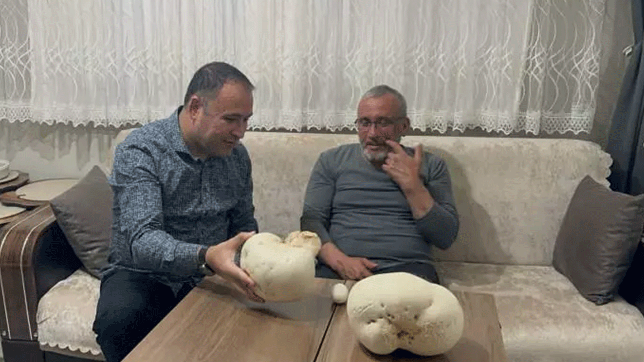 Foto - Yürüyüş yaptığı sırada iki dev mantar buldu!