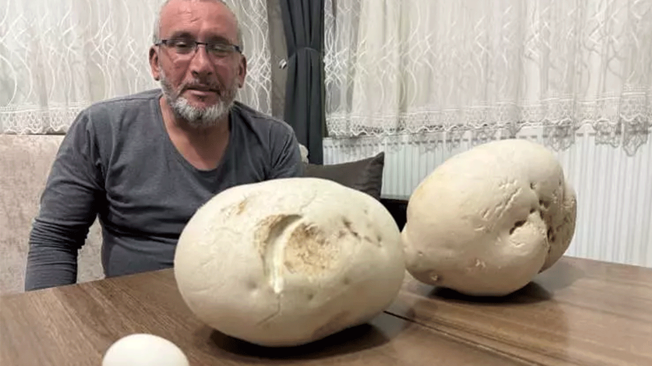 Foto - Yürüyüş yaptığı sırada iki dev mantar buldu!