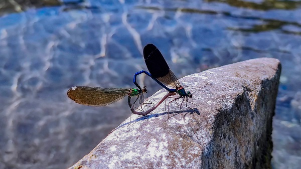 Foto - Yusufçuk böcekleri hayran bıraktı
