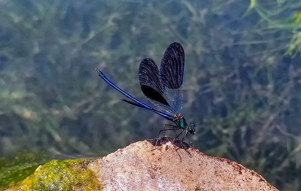 Foto - Yusufçuk böcekleri hayran bıraktı
