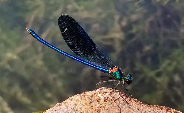 Yusufçuk böcekleri hayran bıraktı