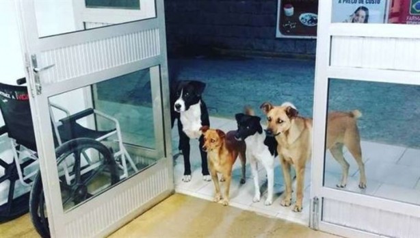 Foto - Yüz binlerce kez paylaşıldı: Evsiz adamı hastane kapısında beklediler