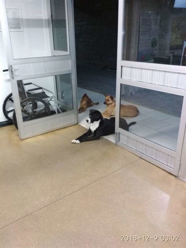 Foto - Yüz binlerce kez paylaşıldı: Evsiz adamı hastane kapısında beklediler