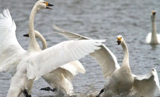 Foto - Yüz binlerce lira cezası var! Bu hayvanların yanından geçen yanar