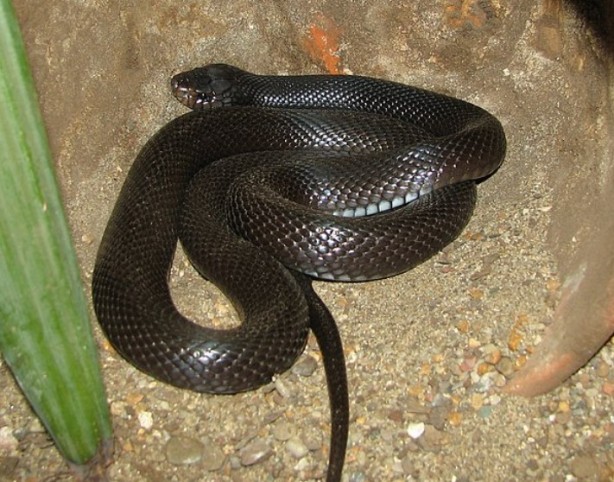 Foto - Yüz binlerce lira cezası var! Bu hayvanların yanından geçen yanar